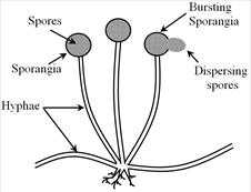 Image result for spore formation in rhizopus